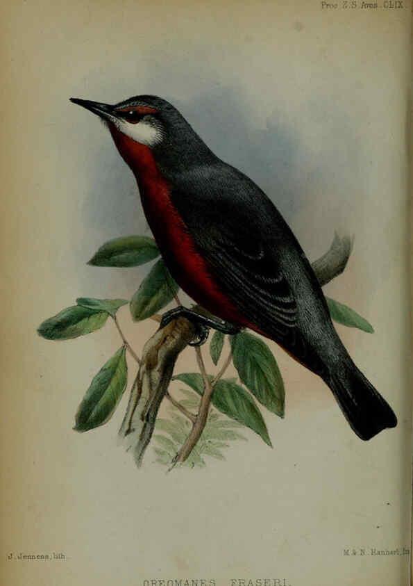 Reproducción/Reproduction 6005658143: Proceedings of the Zoological Society of London. 1860. London :Academic Press, [etc.],1833-1965
