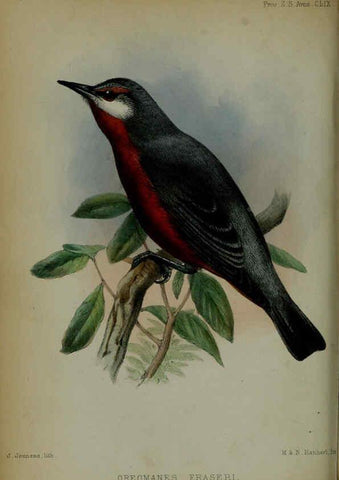 Reproducción/Reproduction 6005658143: Proceedings of the Zoological Society of London. 1860. London :Academic Press, [etc.],1833-1965