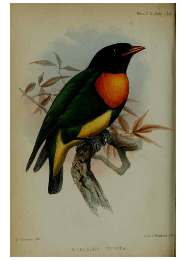 Reproducción/Reproduction 6006202072: Proceedings of the Zoological Society of London. 1860. London :Academic Press, [etc.],1833-1965