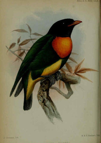 Reproducción/Reproduction 6006202072: Proceedings of the Zoological Society of London. 1860. London :Academic Press, [etc.],1833-1965
