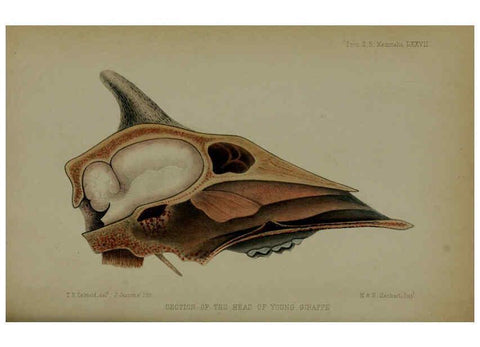 Reproducción/Reproduction 6005658777: Proceedings of the Zoological Society of London. 1860. London :Academic Press, [etc.],1833-1965