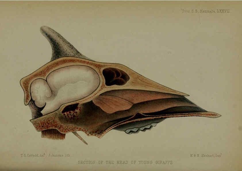 Reproducción/Reproduction 6005658777: Proceedings of the Zoological Society of London. 1860. London :Academic Press, [etc.],1833-1965