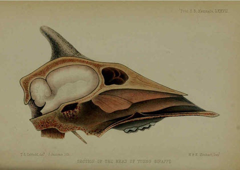 Reproducción/Reproduction 6005658777: Proceedings of the Zoological Society of London. 1860. London :Academic Press, [etc.],1833-1965