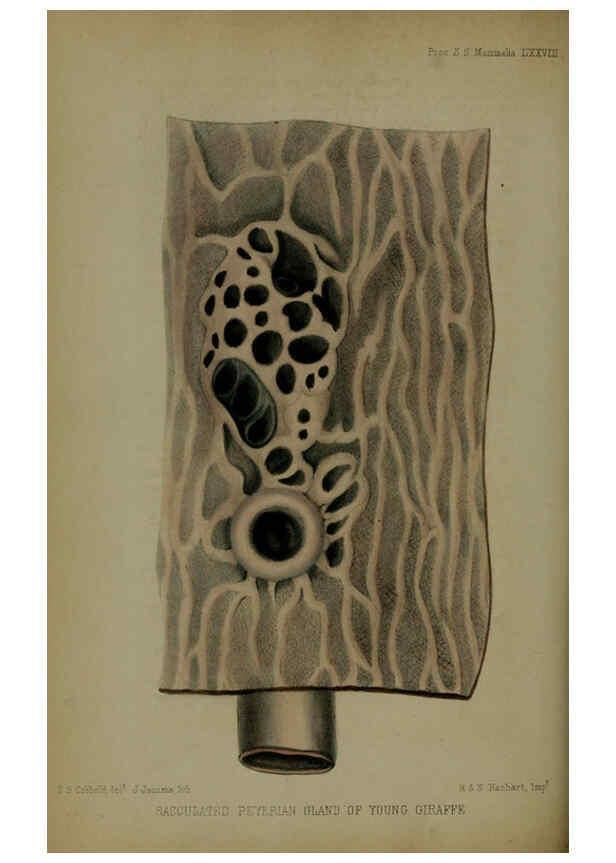 Reproducción/Reproduction 6005659283: Proceedings of the Zoological Society of London. 1860. London :Academic Press, [etc.],1833-1965