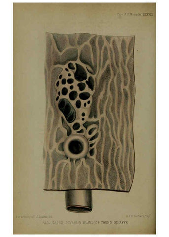 Reproducción/Reproduction 6005659283: Proceedings of the Zoological Society of London. 1860. London :Academic Press, [etc.],1833-1965