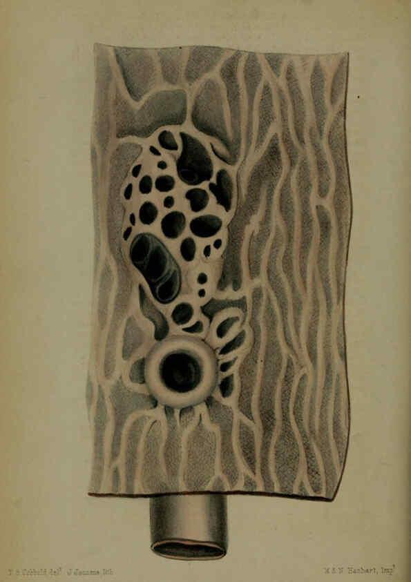 Reproducción/Reproduction 6005659283: Proceedings of the Zoological Society of London. 1860. London :Academic Press, [etc.],1833-1965