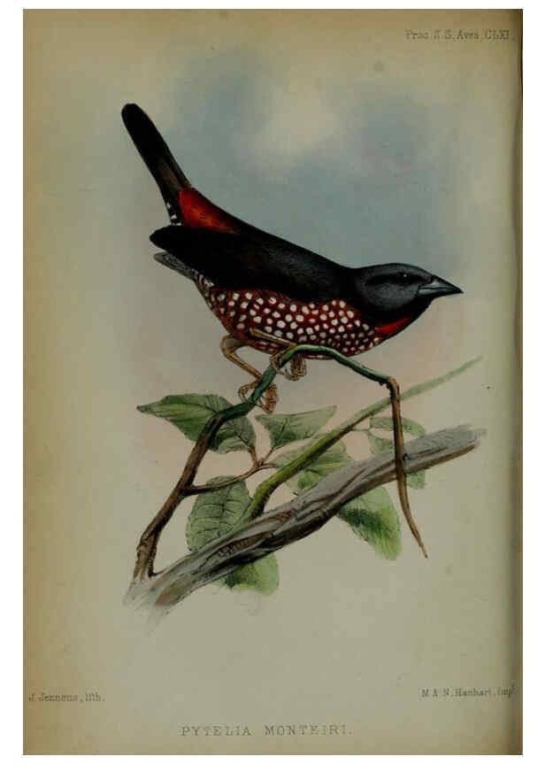 Reproducción/Reproduction 6005659515: Proceedings of the Zoological Society of London. 1860. London :Academic Press, [etc.],1833-1965