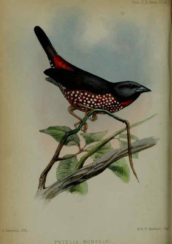 Reproducción/Reproduction 6005659515: Proceedings of the Zoological Society of London. 1860. London :Academic Press, [etc.],1833-1965
