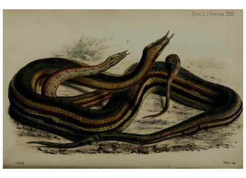 Reproducción/Reproduction 6005659849: Proceedings of the Zoological Society of London. 1860. London :Academic Press, [etc.],1833-1965