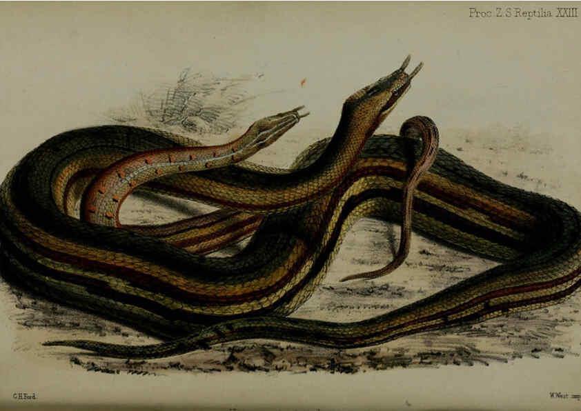 Reproducción/Reproduction 6005659849: Proceedings of the Zoological Society of London. 1860. London :Academic Press, [etc.],1833-1965