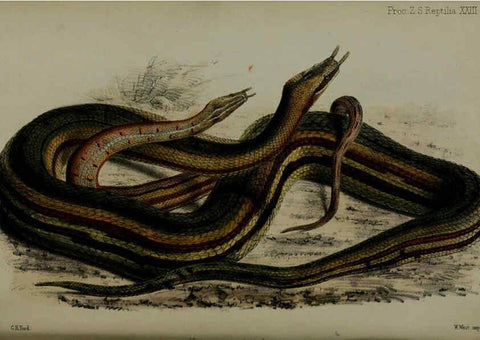 Reproducción/Reproduction 6005659849: Proceedings of the Zoological Society of London. 1860. London :Academic Press, [etc.],1833-1965