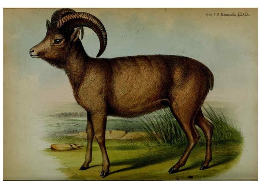 Reproducción/Reproduction 6005660113: Proceedings of the Zoological Society of London. 1860. London :Academic Press, [etc.],1833-1965