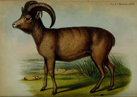 Reproducción/Reproduction 6005660113: Proceedings of the Zoological Society of London. 1860. London :Academic Press, [etc.],1833-1965