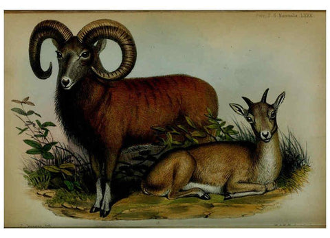 Reproducción/Reproduction 6005660467: Proceedings of the Zoological Society of London. 1860. London :Academic Press, [etc.],1833-1965