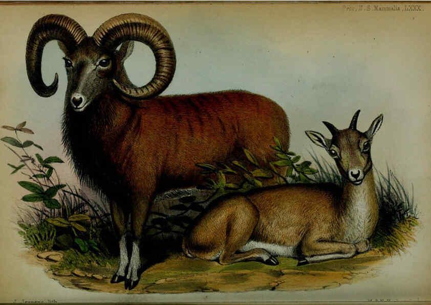 Reproducción/Reproduction 6005660467: Proceedings of the Zoological Society of London. 1860. London :Academic Press, [etc.],1833-1965