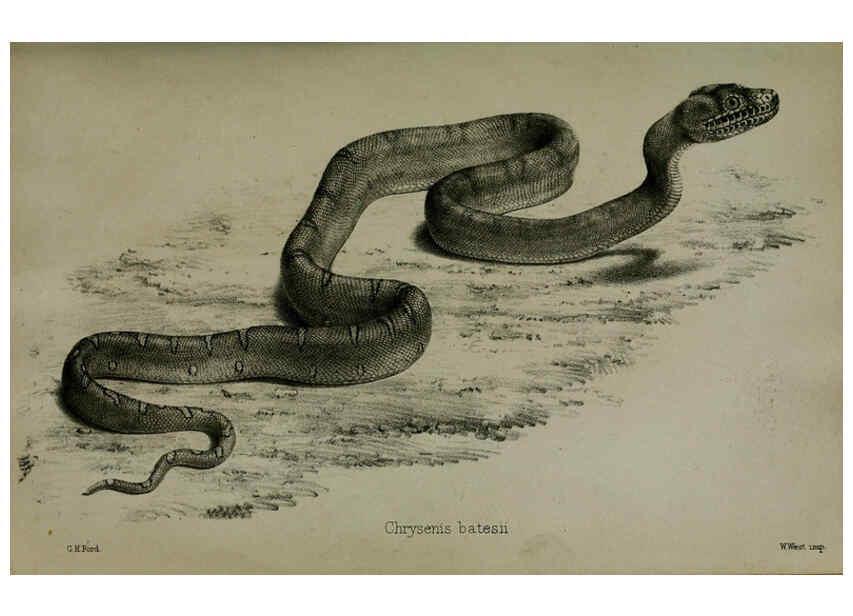 Reproducción/Reproduction 6005660831: Proceedings of the Zoological Society of London. 1860. London :Academic Press, [etc.],1833-1965