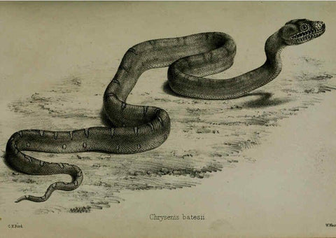 Reproducción/Reproduction 6005660831: Proceedings of the Zoological Society of London. 1860. London :Academic Press, [etc.],1833-1965