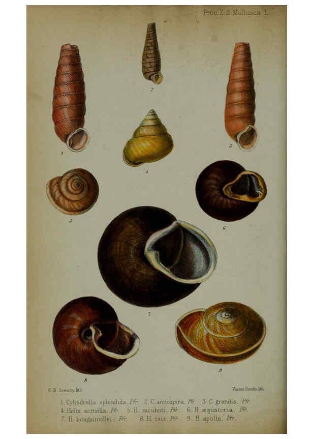 Reproducción/Reproduction 6006204810: Proceedings of the Zoological Society of London. 1860. London :Academic Press, [etc.],1833-1965