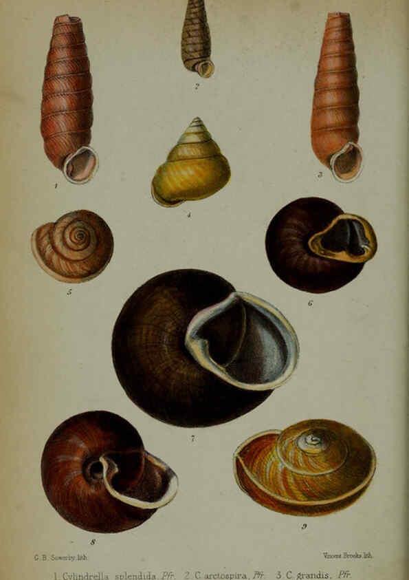 Reproducción/Reproduction 6006204810: Proceedings of the Zoological Society of London. 1860. London :Academic Press, [etc.],1833-1965