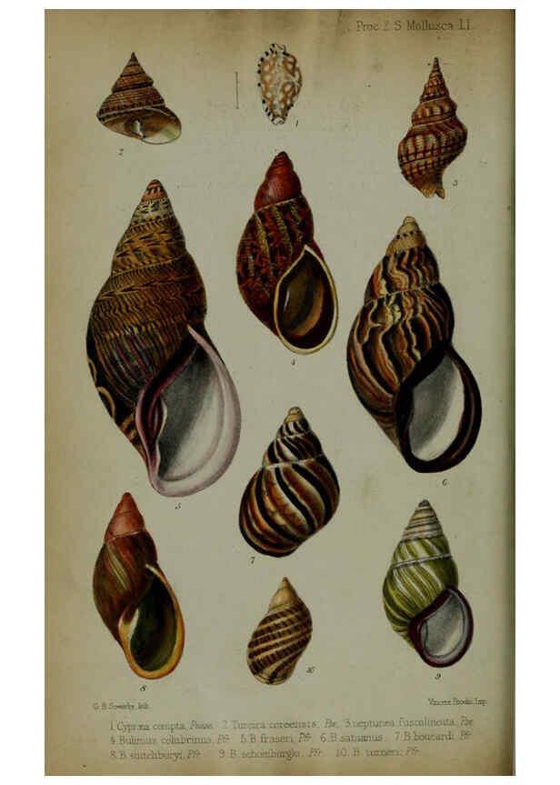 Reproducción/Reproduction 6006205076: Proceedings of the Zoological Society of London. 1860. London :Academic Press, [etc.],1833-1965