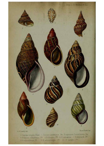 Reproducción/Reproduction 6006205076: Proceedings of the Zoological Society of London. 1860. London :Academic Press, [etc.],1833-1965