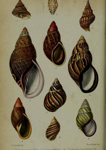 Reproducción/Reproduction 6006205076: Proceedings of the Zoological Society of London. 1860. London :Academic Press, [etc.],1833-1965