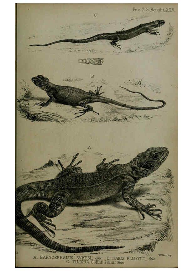 Reproducción/Reproduction 6005661765: Proceedings of the Zoological Society of London. 1860. London :Academic Press, [etc.],1833-1965