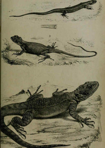 Reproducción/Reproduction 6005661765: Proceedings of the Zoological Society of London. 1860. London :Academic Press, [etc.],1833-1965