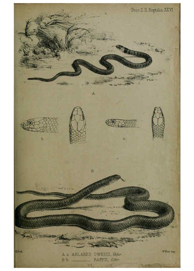 Reproducción/Reproduction 6005662033: Proceedings of the Zoological Society of London. 1860. London :Academic Press, [etc.],1833-1965
