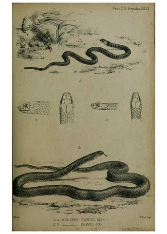 Reproducción/Reproduction 6005662033: Proceedings of the Zoological Society of London. 1860. London :Academic Press, [etc.],1833-1965