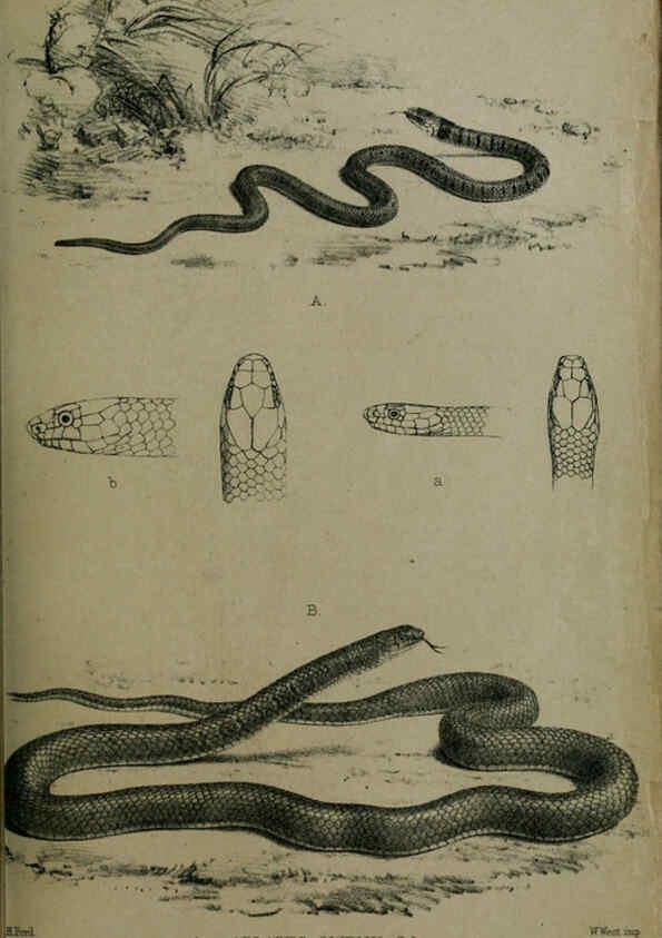 Reproducción/Reproduction 6005662033: Proceedings of the Zoological Society of London. 1860. London :Academic Press, [etc.],1833-1965