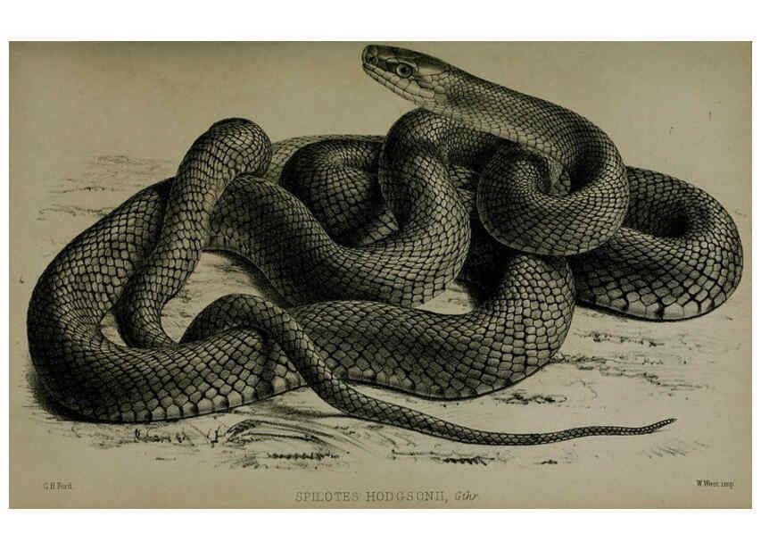 Reproducción/Reproduction 6005662293: Proceedings of the Zoological Society of London. 1860. London :Academic Press, [etc.],1833-1965