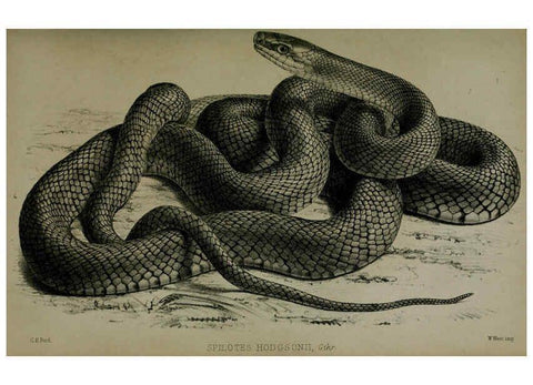 Reproducción/Reproduction 6005662293: Proceedings of the Zoological Society of London. 1860. London :Academic Press, [etc.],1833-1965