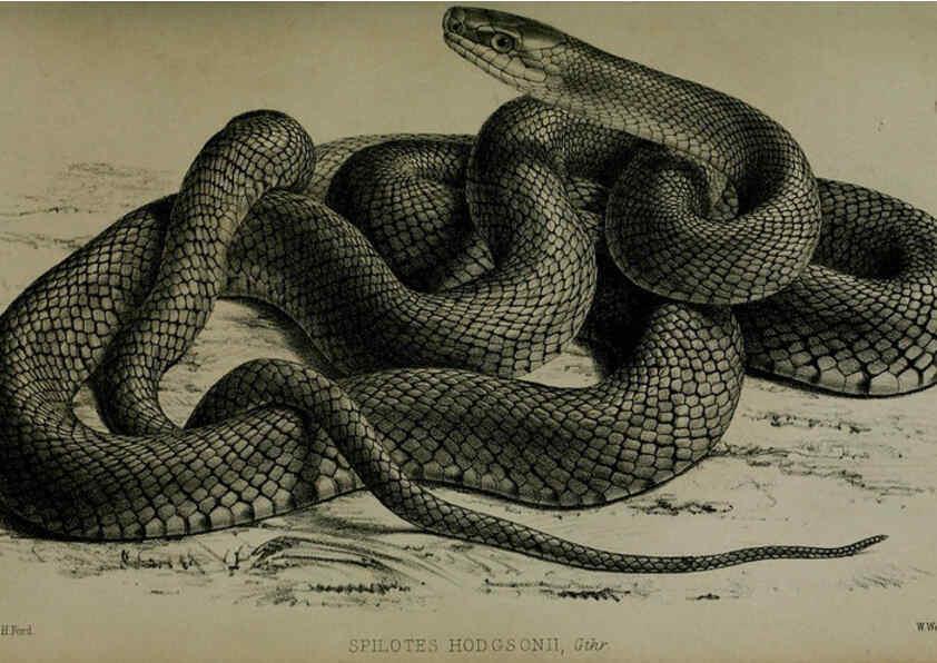 Reproducción/Reproduction 6005662293: Proceedings of the Zoological Society of London. 1860. London :Academic Press, [etc.],1833-1965