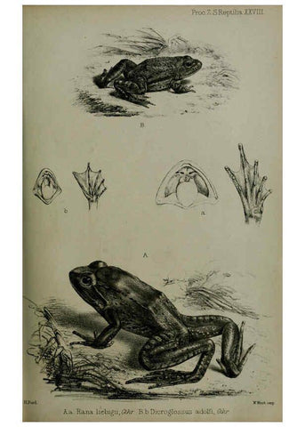 Reproducción/Reproduction 6006206254: Proceedings of the Zoological Society of London. 1860. London :Academic Press, [etc.],1833-1965