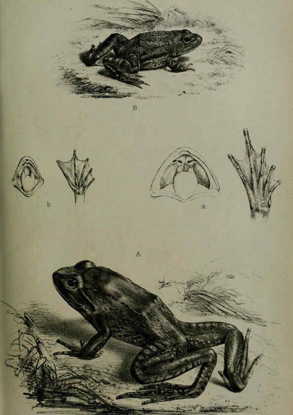 Reproducción/Reproduction 6006206254: Proceedings of the Zoological Society of London. 1860. London :Academic Press, [etc.],1833-1965