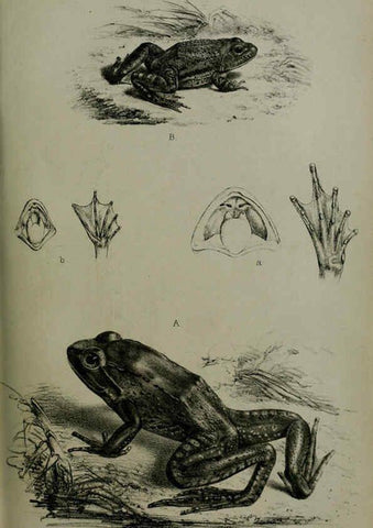 Reproducción/Reproduction 6006206254: Proceedings of the Zoological Society of London. 1860. London :Academic Press, [etc.],1833-1965