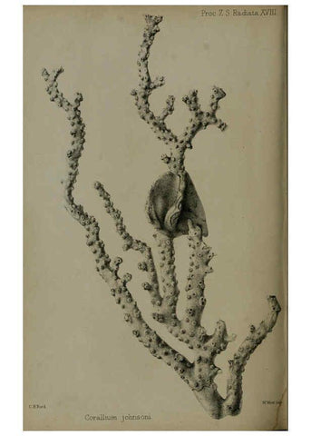Reproducción/Reproduction 6005669263: Proceedings of the Zoological Society of London. 1860. London :Academic Press, [etc.],1833-1965