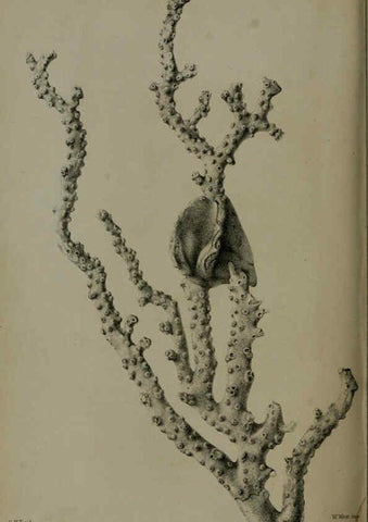 Reproducción/Reproduction 6005669263: Proceedings of the Zoological Society of London. 1860. London :Academic Press, [etc.],1833-1965