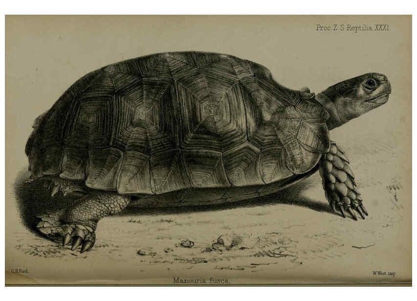 Reproducción/Reproduction 6006213118: Proceedings of the Zoological Society of London. 1860. London :Academic Press, [etc.],1833-1965