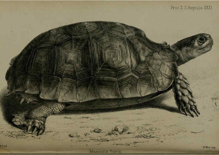 Reproducción/Reproduction 6006213118: Proceedings of the Zoological Society of London. 1860. London :Academic Press, [etc.],1833-1965