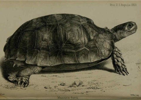 Reproducción/Reproduction 6006213118: Proceedings of the Zoological Society of London. 1860. London :Academic Press, [etc.],1833-1965
