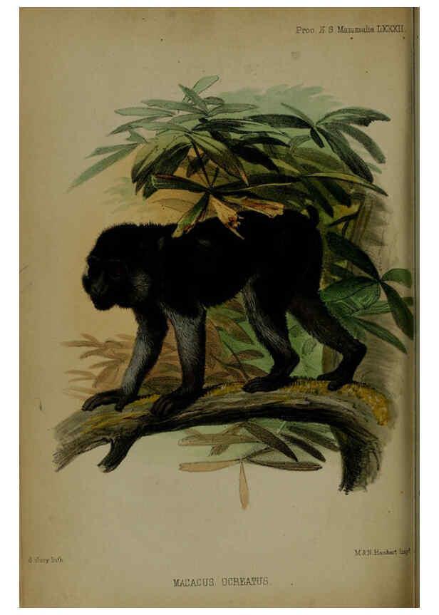 Reproducción/Reproduction 6005669817: Proceedings of the Zoological Society of London. 1860. London :Academic Press, [etc.],1833-1965