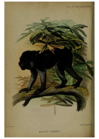 Reproducción/Reproduction 6005669817: Proceedings of the Zoological Society of London. 1860. London :Academic Press, [etc.],1833-1965