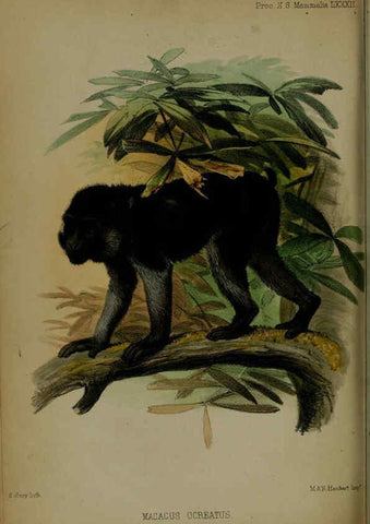Reproducción/Reproduction 6005669817: Proceedings of the Zoological Society of London. 1860. London :Academic Press, [etc.],1833-1965