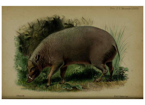 Reproducción/Reproduction 6006213652: Proceedings of the Zoological Society of London. 1860. London :Academic Press, [etc.],1833-1965