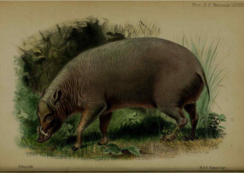 Reproducción/Reproduction 6006213652: Proceedings of the Zoological Society of London. 1860. London :Academic Press, [etc.],1833-1965
