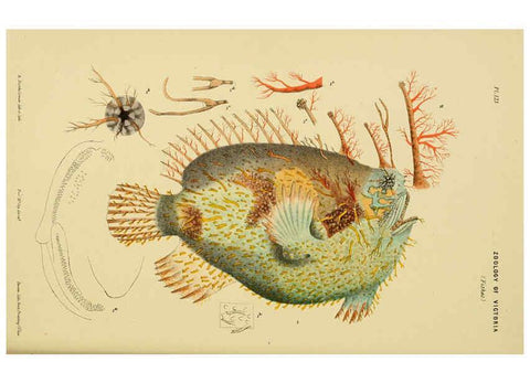 Reproducción/Reproduction 6007968359: Natural history of Victoria. Dec.11-15 Melbourne,J.Ferres, government printer;1885-90