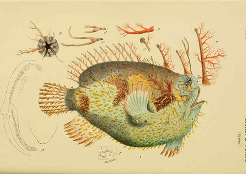 Reproducción/Reproduction 6007968359: Natural history of Victoria. Dec.11-15 Melbourne,J.Ferres, government printer;1885-90