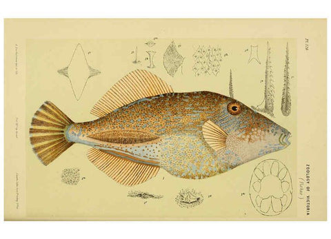 Reproducción/Reproduction 6007968501: Natural history of Victoria. Dec.11-15 Melbourne,J.Ferres, government printer;1885-90